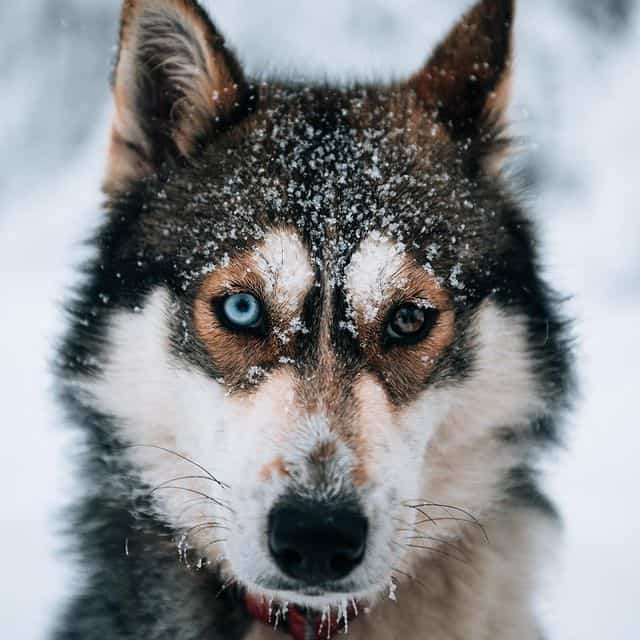 Schlittenhund mit Schnee bedecktem Fell und blauen und braunen Augen im winterlichen Schnee.