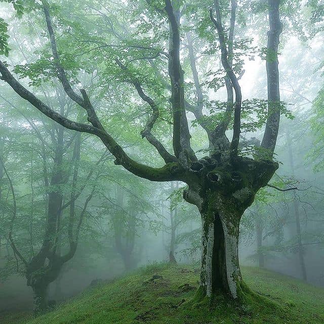 Baum im Nebel im Wald, mystische Naturaufnahme.