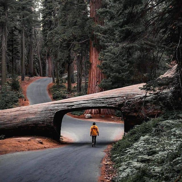 Wanderer unter Baumbrücke auf einem ruhigen Waldweg in den Redwood-Wäldern.