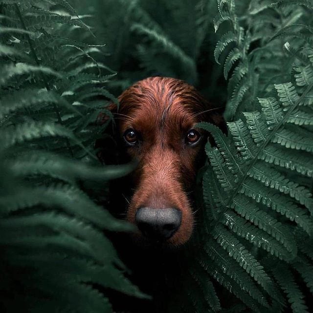 Niedlicher Hund versteckt sich zwischen grünen Farnblättern.